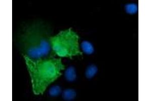 Image no. 6 for anti-Mitogen-Activated Protein Kinase Kinase 3 (MAP2K3) antibody (ABIN1499403)