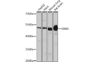 Western blot analysis of extracts of various cell lines, using GNAS antibody (ABIN6127959, ABIN6141213, ABIN6141214 and ABIN6221191) at 1:1000 dilution. (GNAS anticorps  (AA 1-394))