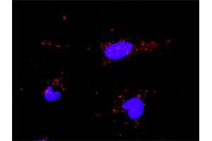 Proximity Ligation Analysis of protein-protein interactions between TP53 and PML.