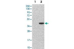 Western Blot analysis of Lane 1: negative control (vector only transfected HEK293T cell lysate) and Lane 2: over-expression lysate (co-expressed with a C-terminal myc-DDK tag in mammalian HEK293T cells) with ATP6AP2 polyclonal antibody . (ATP6AP2 anticorps)