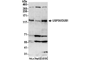 Western Blotting (WB) image for anti-Ubiquitin Specific Peptidase 36 (USP36) (C-Term) antibody (ABIN7453948)