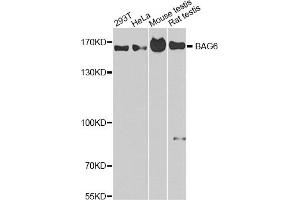 Western blot analysis of extracts of various cell lines, using BAG6 antibody (ABIN5975350) at 1/1000 dilution. (BAT3 anticorps)