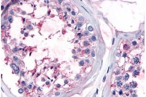 Anti-OR10R2 antibody  ABIN1049174 IHC staining of human testis, seminiferous epithelium.