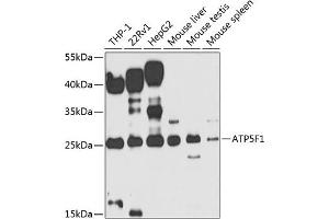 Western blot analysis of extracts of various cell lines, using F1 antibody (ABIN6131059, ABIN6137331, ABIN6137332 and ABIN6223561) at 1:1000 dilution. (ATP5F1 anticorps  (AA 1-245))