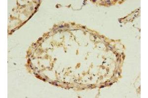 Immunohistochemistry of paraffin-embedded human testis tissue using ABIN7152859 at dilution of 1:100