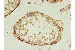 Immunohistochemistry of paraffin-embedded human testis tissue using ABIN7152859 at dilution of 1:100 (FGFBP2 anticorps  (AA 20-223))