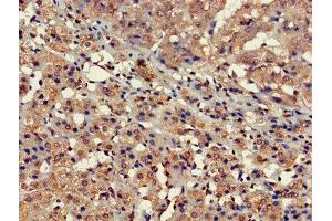 Immunohistochemistry of paraffin-embedded human adrenal gland tissue using ABIN7152694 at dilution of 1:100 (FARP2 anticorps  (AA 261-550))