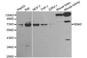 Western blot analysis of extracts of various cell lines, using GGA2 antibody.