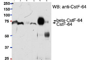 ABIN1686783 (2ug) used to pull down ßCstf-64 from Mouse Brain (lane 5) lysate (500ug protein) while it cannot pull down Cstf-64 from Mouse Liver (lane 6) lysate (500ug) protein) using Protein G-coated magnetic beads.