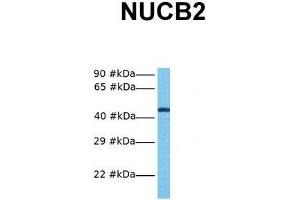 Host:  Rabbit  Target Name:  NUCB2  Sample Tissue:  Human COLO205  Antibody Dilution:  1.