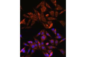 anti-Angiogenin (ANG) (AA 25-147) antibody