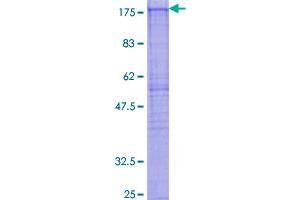 SDS-PAGE (SDS) image for Cytoplasmic FMR1 Interacting Protein 2 (CYFIP2) (AA 1-1253) protein (GST tag) (ABIN1793388)