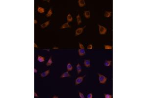 Immunofluorescence analysis of L929 cells using PHLPP2 antibody (ABIN7269259) at dilution of 1:100. (PHLPP2 anticorps)