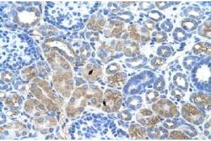 Immunohistochemical staining (Formalin-fixed paraffin-embedded sections) of human kidney with DCUN1D1 polyclonal antibody  at 4-8 ug/mL working concentration. (DCUN1D1 anticorps  (N-Term))