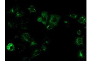 Anti-OSGEP mouse monoclonal antibody (ABIN2454647) immunofluorescent staining of COS7 cells transiently transfected by pCMV6-ENTRY OSGEP (RC207089). (OSGEP anticorps  (AA 1-335))