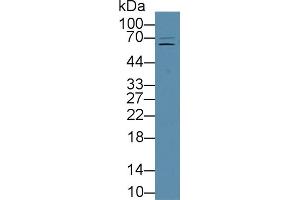 Detection of FUR in Porcine Liver lysate using Polyclonal Antibody to Furin (FUR)