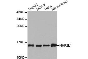 Western Blotting (WB) image for anti-NHP2 Non-Histone Chromosome Protein 2-Like 1 (NHP2L1) antibody (ABIN1876955) (NHP2L1 anticorps)