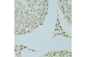 Immunohistochemistry of paraffin-embedded rat testis using SAFB antibody.