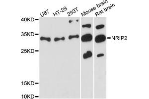 Western blot analysis of extracts of various cell lines, using NRIP2 antibody (ABIN6290701) at 1:3000 dilution. (NRIP2 anticorps)
