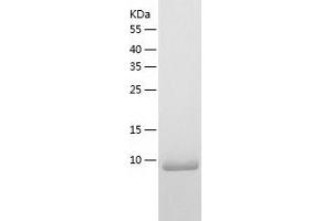 Western Blotting (WB) image for PCNA Clamp Associated Factor (PAF) (AA 1-111) protein (His-IF2DI Tag) (ABIN7124327)