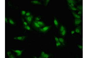 Immunofluorescent analysis of Hela cells using ABIN7158369 at dilution of 1:100 and Alexa Fluor 488-congugated AffiniPure Goat Anti-Rabbit IgG(H+L)
