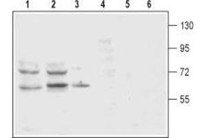 Western blot analysis of rat (lanes 1 and 4) and mouse (lanes 2 and 5) brain membranes and rat pheochromocytoma PC12 (lanes 3 and 6) cell lysates: - 1-3.