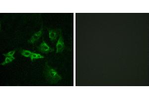 Peptide - +Immunofluorescence analysis of A549 cells, using GNRHR antibody. (GNRHR anticorps  (Internal Region))