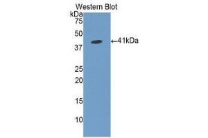 Western Blotting (WB) image for anti-Fibrinogen-Like 1 (FGL1) (AA 23-312) antibody (ABIN1175913)