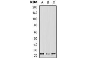 Western blot analysis of MRPS17 expression in SHSY5Y (A), HEK293T (B), NIH3T3 (C) whole cell lysates. (MRPS17 anticorps  (N-Term))