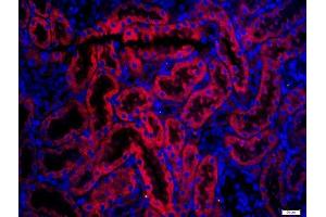 Paraformaldehyde-fixed, paraffin embedded rat kidney, Antigen retrieval by boiling in sodium citrate buffer (pH6) for 15min, Block endogenous peroxidase by 3% hydrogen peroxide for 20 minutes, Blocking buffer (normal goat serum) at 37°C for 30min, Antibody incubation with AQP1 Polyclonal Antibody, Unconjugated  at 1:200 overnight at 4°C, followed by a conjugated secondary (Goat Anti-rabbit IgG/Bio) for 20minutes at 37°C, followed by a conjugated streptavidin -Cy3) at 1:500 for 40 minutes and DAPI staining of the nuclei.