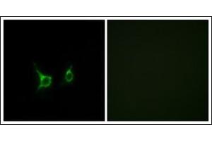 Immunofluorescence analysis of COS7 cells, using FFAR2 Antibody. (FFAR2 anticorps  (C-Term))