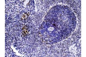 IHC testing of FFPE rat spleen tissue with CASP8 antibody at 1ug/ml. (Caspase 8 anticorps  (AA 410-449))