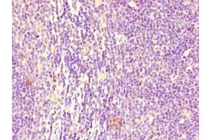 Immunohistochemistry of paraffin-embedded human lymph node tissue using ABIN7158541 at dilution of 1:100