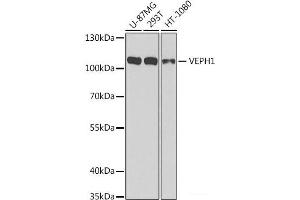 Western blot analysis of extracts of various cell lines using VEPH1 Polyclonal Antibody at dilution of 1:1000. (VEPH1 anticorps)