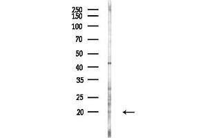anti-Interleukin 7 (IL7) (C-Term) antibody