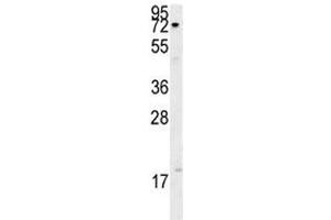 XRCC1 antibody western blot analysis in A375 lysate.