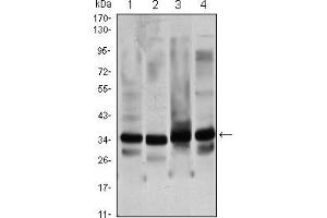 Western blot analysis using GTF2B mouse mAb against Hela (1), NIH/3T3 (2), COS7 (3) and A431 (4) cell lysate. (GTF2B anticorps)
