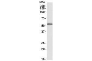 Western blot testing of human heart lysate with ADRB1 antibody at 0. (ADRB1 anticorps)