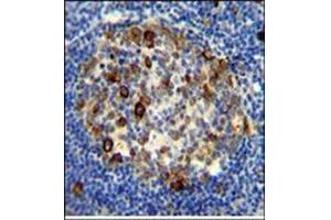 Immunohistochemistry analysis in Formalin Fixed, Paraffin Embedded Human tonsil tissue using RPS6 antibody (Ser240/244) followed by peroxidase conjugation of the secondary antibody and DAB staining. (RPS6 anticorps  (AA 227-257))