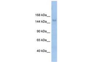 Image no. 1 for anti-Mov10l1, Moloney Leukemia Virus 10-Like 1 (MOV10L1) (AA 71-120) antibody (ABIN6742690)