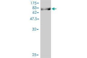 Western Blot detection against Immunogen (94. (ZNF143 anticorps  (AA 1-626))