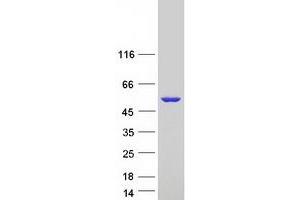 Validation with Western Blot