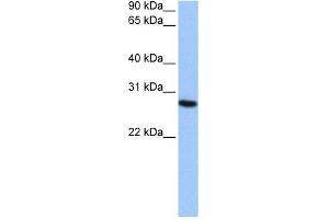 PSMA6 antibody used at 0. (PSMA6 anticorps)