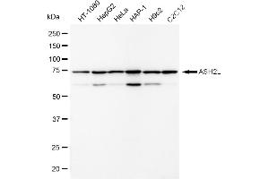 Western blotting analysis using ASH2L antibody (ABIN7800326).