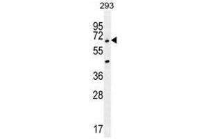 ANKRD34B Antibody (C-term) western blot analysis in 293 cell line lysates (35µg/lane). (ANKRD34B anticorps  (C-Term))