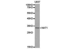 Western Blotting (WB) image for anti-N-Acetyltransferase 1 (Arylamine N-Acetyltransferase) (NAT1) antibody (ABIN1873823) (NAT1 anticorps)