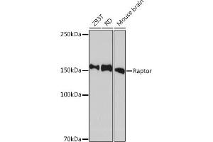 Western blot analysis of extracts of various cell lines, using Raptor Rabbit mAb (ABIN7269900) at 1:1000 dilution.