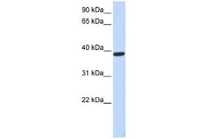 PPP1R7 antibody used at 1 ug/ml to detect target protein.