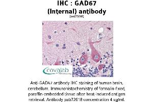 Image no. 1 for anti-Glutamate Decarboxylase 1 (Brain, 67kDa) (GAD1) (Internal Region) antibody (ABIN1734554) (GAD anticorps  (Internal Region))