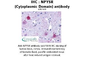 Image no. 1 for anti-Neuropeptide Y Receptor Y5 (NPY5R) (1st Cytoplasmic Domain) antibody (ABIN1737487) (NPY5R anticorps  (1st Cytoplasmic Domain))